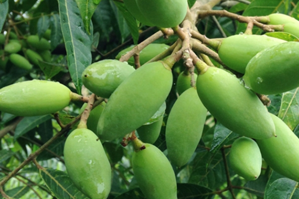 青橄欖可以長期吃嗎 不要大量吃 青橄欖可以長期吃嗎 不要大量吃