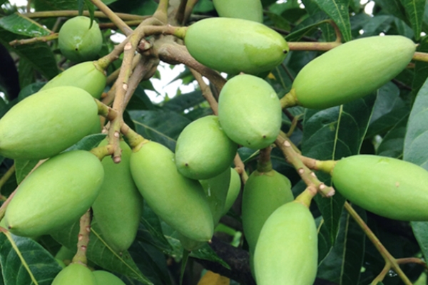 青橄欖可以長期吃嗎 不要大量吃 青橄欖可以長期吃嗎 不要大量吃