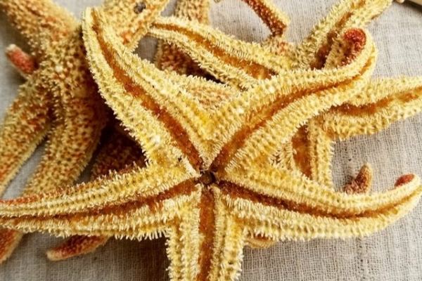 干海星可以和雞煮嗎 應(yīng)該是可以的 干海星可以和雞煮嗎 應(yīng)該是可以的