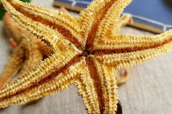 干海星可以和雞煮嗎 應(yīng)該是可以的 干海星可以和雞煮嗎 應(yīng)該是可以的