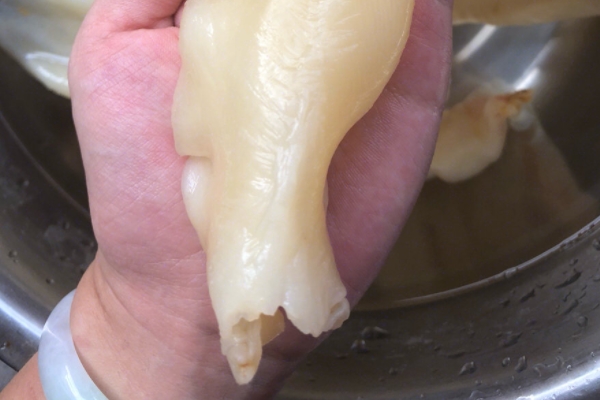 魚(yú)膠能和銀耳一起燉嗎 當(dāng)然是可以的 魚(yú)膠能和銀耳一起燉嗎 當(dāng)然是可以的