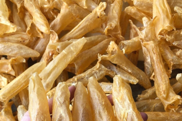 魚膠能和銀耳一起燉嗎 當然是可以的