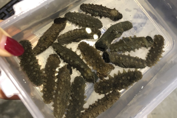 海參為什么會苦 是這個原因 海參為什么會苦 是這個原因