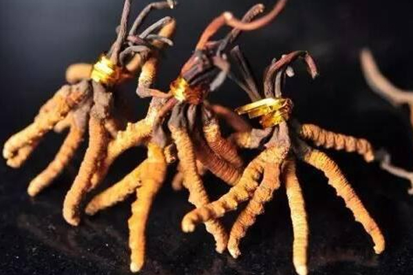 冬蟲夏草怎么看好壞 冬蟲夏草好壞區(qū)別 冬蟲夏草怎么看好壞 冬蟲夏草好壞區(qū)別