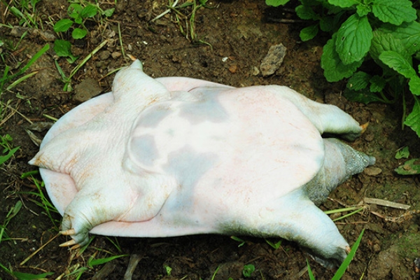 甲魚怎么做 教你做美味甲魚湯 甲魚怎么做 教你做美味甲魚湯