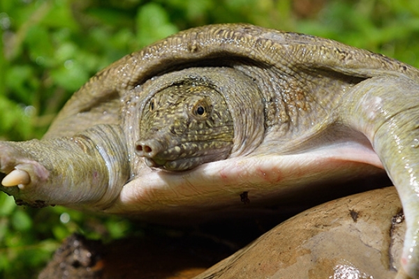 甲魚怎么釣 教你五個(gè)技巧 甲魚怎么釣 教你五個(gè)技巧