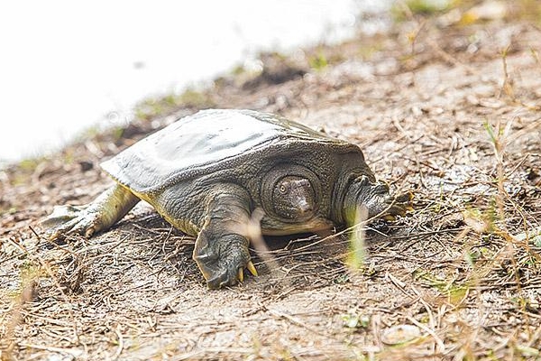 甲魚(yú)沒(méi)吃完怎么保存 這樣保存才對(duì)