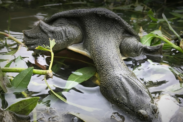 甲魚(yú)沒(méi)吃完怎么保存 這樣保存才對(duì)