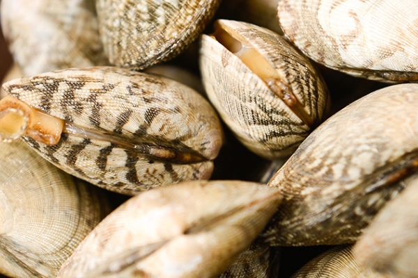 花甲有沙子怎么洗 這樣洗就對(duì)了 花甲有沙子怎么洗 這樣洗就對(duì)了