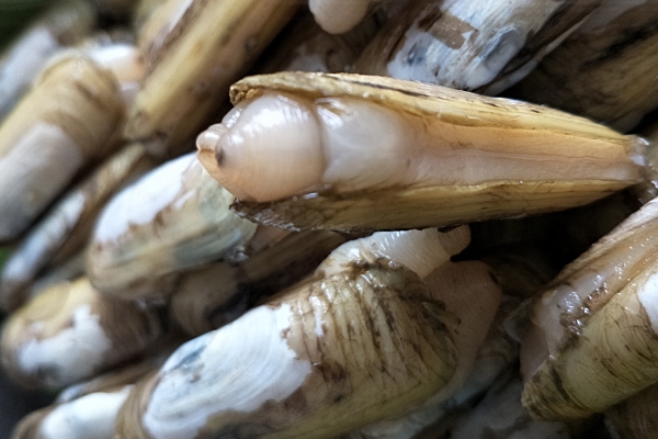 蟶子肚子里黑的是屎嗎 是蟶子的內臟 蟶子肚子里黑的是屎嗎 是蟶子的內臟