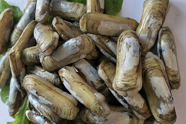 蟶子肚子里黑的是屎嗎 是蟶子的內臟 蟶子肚子里黑的是屎嗎 是蟶子的內臟