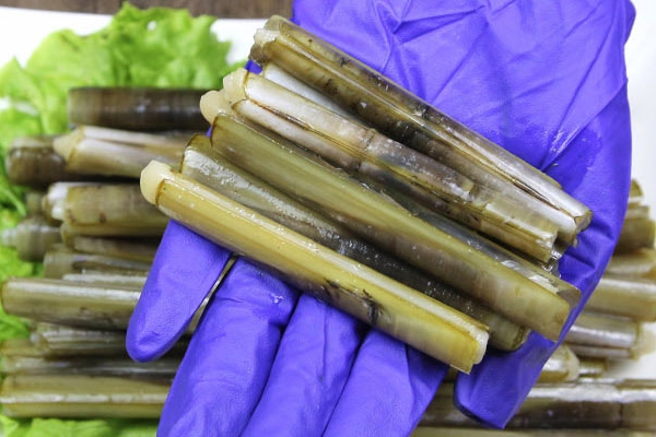 蟶子有寄生蟲嗎 有可能會有 蟶子有寄生蟲嗎 有可能會有