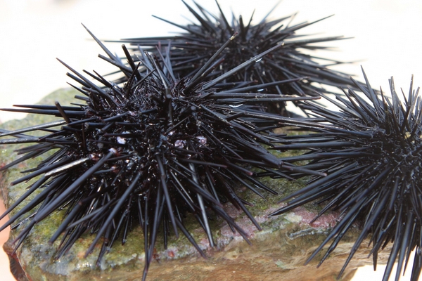 海膽什么季節(jié)最肥？海膽什么時候最肥