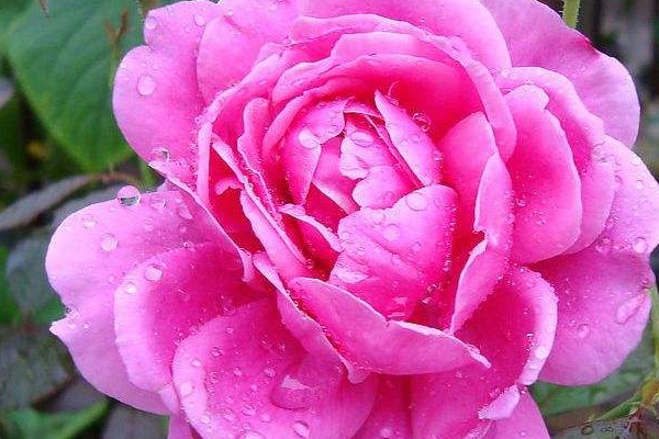 四季養(yǎng)生各有所需各有不同 四季養(yǎng)生各有所需各有不同