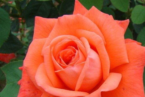 中醫(yī)教你修身養(yǎng)性六字訣 中醫(yī)教你修身養(yǎng)性六字訣