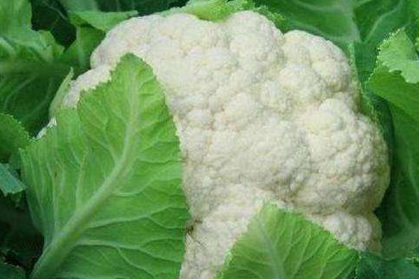 花椰菜怎么做更營養(yǎng) 花椰菜怎么做更營養(yǎng)