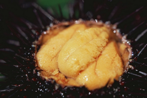 海膽怎么吃比較好 海膽生吃有寄生蟲(chóng)嗎