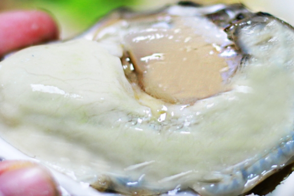 生蠔有屎嗎 這是肯定的 生蠔有屎嗎 這是肯定的