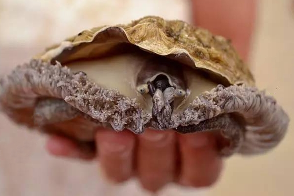 鮑魚為什么沒有眼睛 其實是有的 鮑魚為什么沒有眼睛 其實是有的