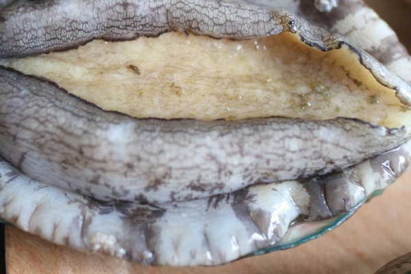 鮑魚為什么沒有眼睛 其實是有的 鮑魚為什么沒有眼睛 其實是有的