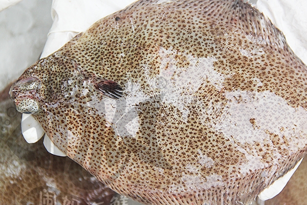 多寶魚皮能吃嗎 健康多寶魚皮可以吃 多寶魚皮能吃嗎 健康多寶魚皮可以吃