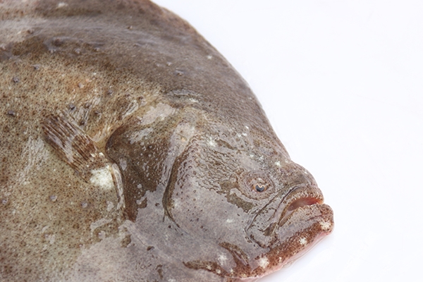 多寶魚白色的正常嗎 本來就有一面是白色 多寶魚白色的正常嗎 本來就有一面是白色