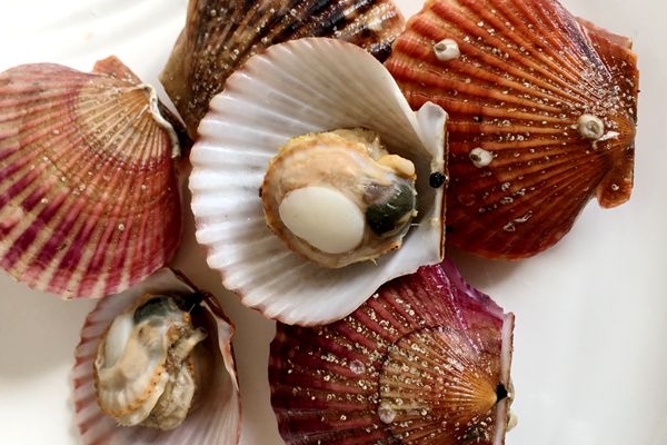 扇貝可以生吃嗎 不怕寄生蟲你就吃 扇貝可以生吃嗎 不怕寄生蟲你就吃