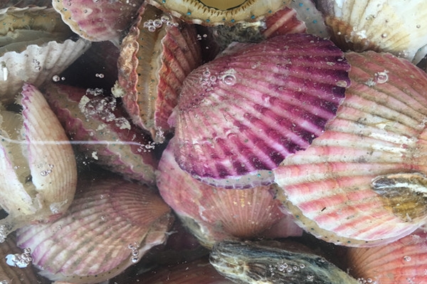 扇貝可以生吃嗎 不怕寄生蟲你就吃 扇貝可以生吃嗎 不怕寄生蟲你就吃