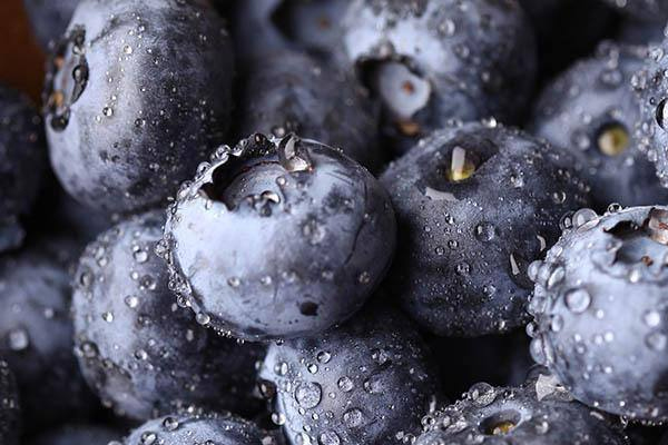 藍(lán)莓怎么挑選才好 簡(jiǎn)單挑到優(yōu)質(zhì)藍(lán)莓 藍(lán)莓怎么挑選才好 簡(jiǎn)單挑到優(yōu)質(zhì)藍(lán)莓