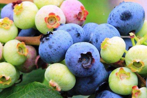 藍(lán)莓怎么挑選才好 簡(jiǎn)單挑到優(yōu)質(zhì)藍(lán)莓 藍(lán)莓怎么挑選才好 簡(jiǎn)單挑到優(yōu)質(zhì)藍(lán)莓