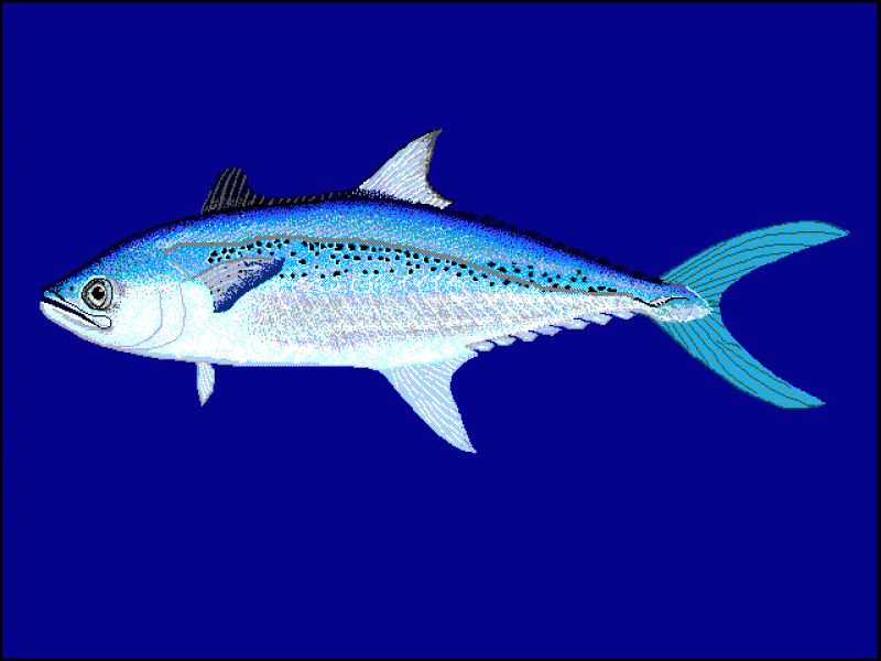 馬鮫魚(yú)是什么魚(yú) 馬鮫魚(yú)種類介紹