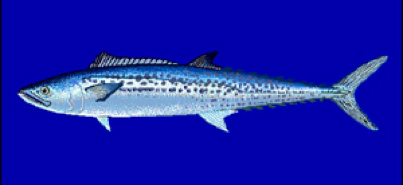 馬鮫魚(yú)是什么魚(yú) 馬鮫魚(yú)種類介紹