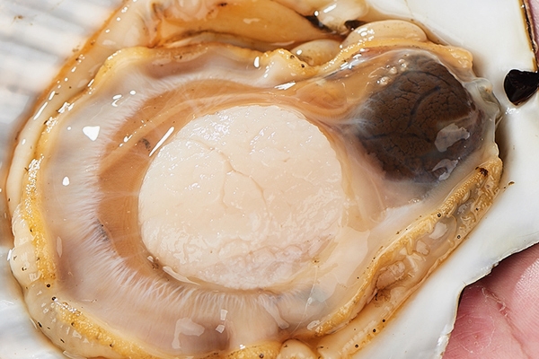 怎樣區(qū)分扇貝是否變質(zhì) 按這個(gè)方法 怎樣區(qū)分扇貝是否變質(zhì) 按這個(gè)方法