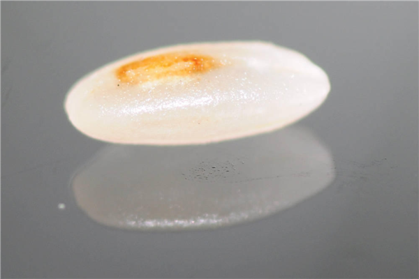 米蟲是怎么長(zhǎng)出來的 其實(shí)卵在米里面