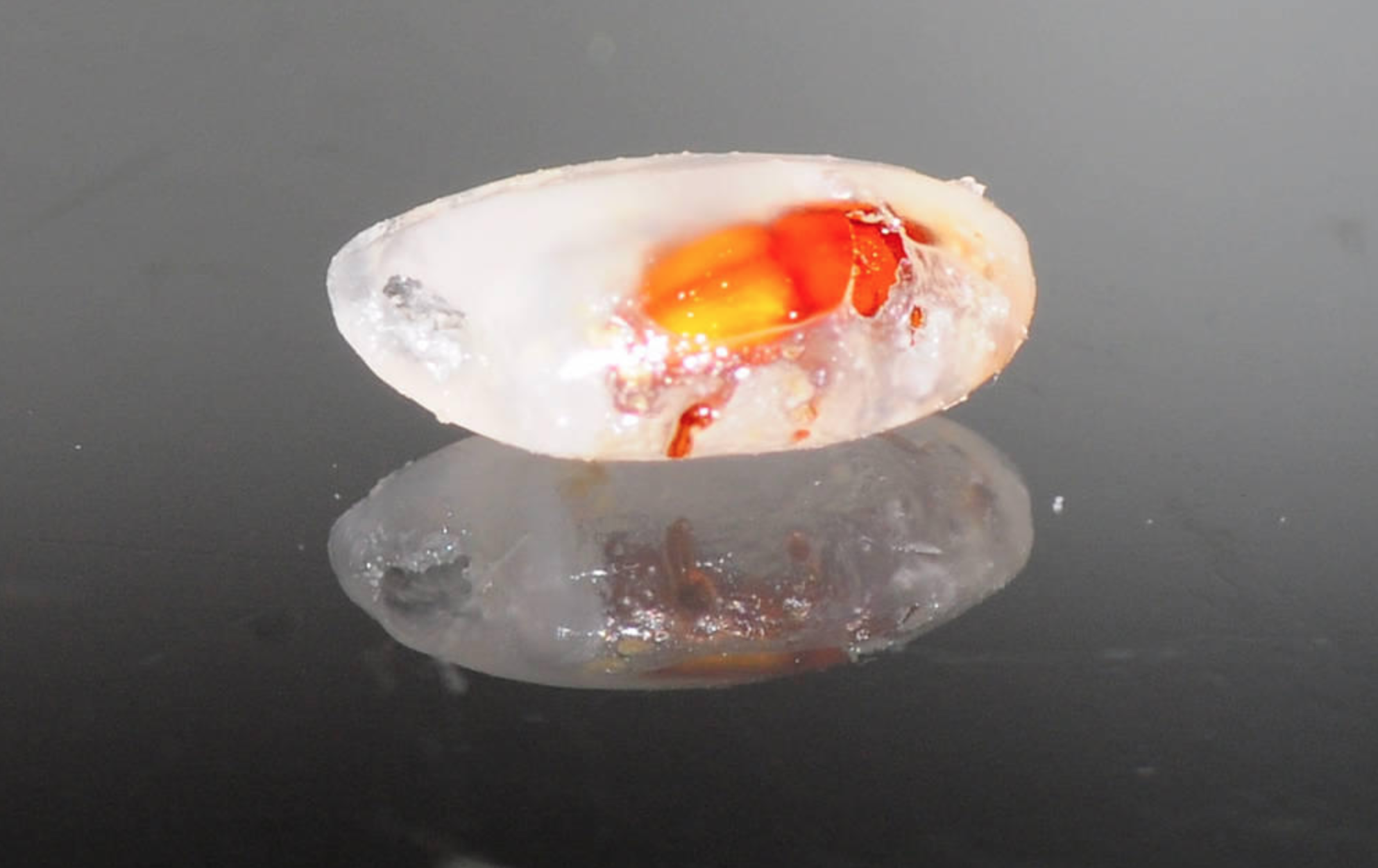 米蟲是怎么長(zhǎng)出來的 其實(shí)卵在米里面