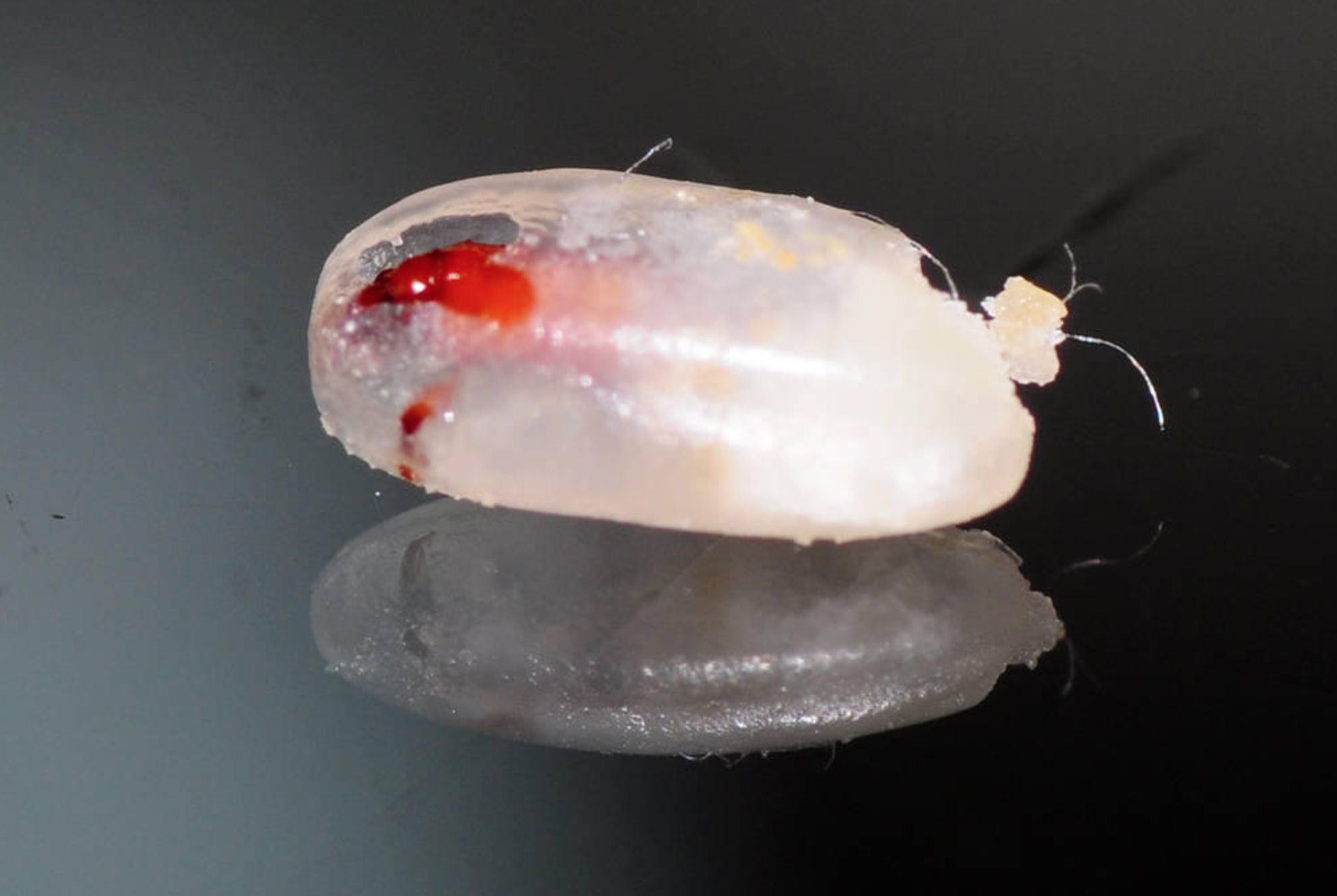 米蟲是怎么長(zhǎng)出來的 其實(shí)卵在米里面