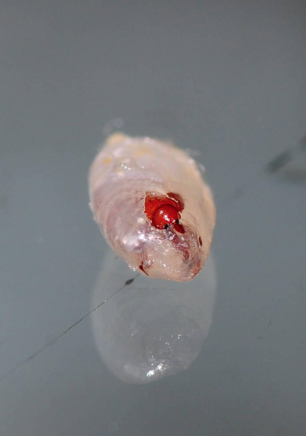 米蟲是怎么長(zhǎng)出來的 其實(shí)卵在米里面