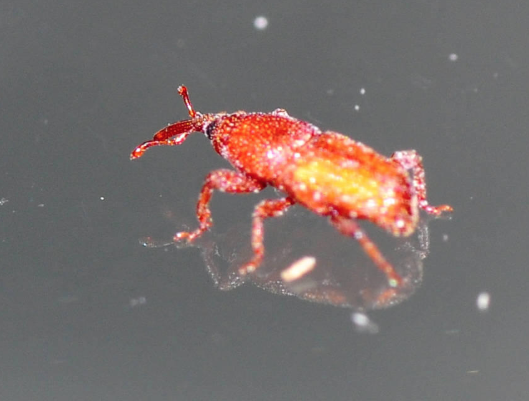 米蟲是怎么長(zhǎng)出來的 其實(shí)卵在米里面