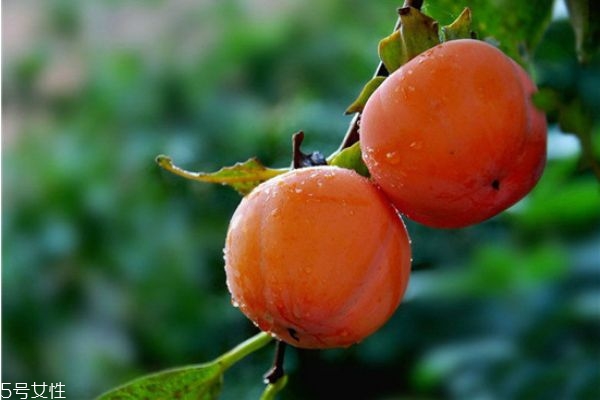 柿子有哪些品種 柿子的品種 柿子有哪些品種 柿子的品種
