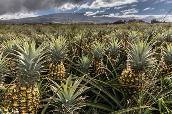菠蘿是長(zhǎng)在樹上還是地上 菠蘿是熱性還是涼性