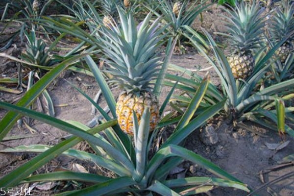 菠蘿是長(zhǎng)在樹上還是地上 菠蘿是熱性還是涼性
