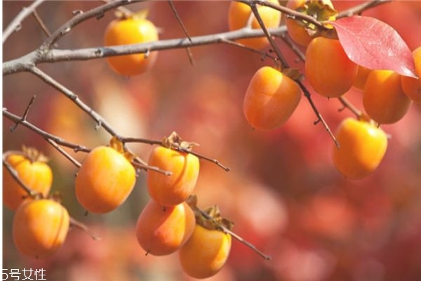 柿子有哪些品種 柿子的品種 柿子有哪些品種 柿子的品種