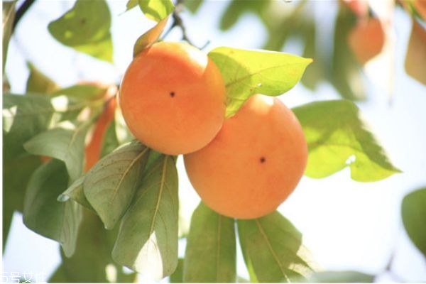 柿子有哪些品種 柿子的品種 柿子有哪些品種 柿子的品種