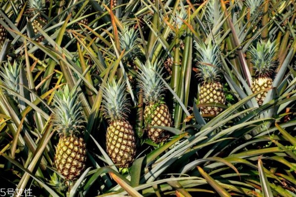 菠蘿適合什么人吃 菠蘿怎么吃防過敏 菠蘿適合什么人吃 菠蘿怎么吃防過敏