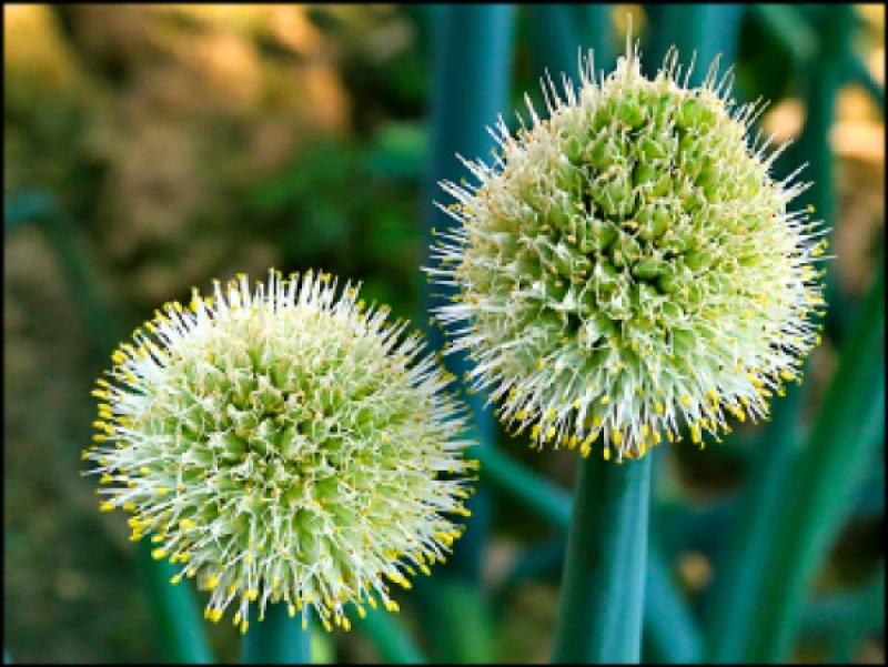 蔥姜蒜的作用 蔥姜蒜有良效 蔥姜蒜的作用 蔥姜蒜有良效