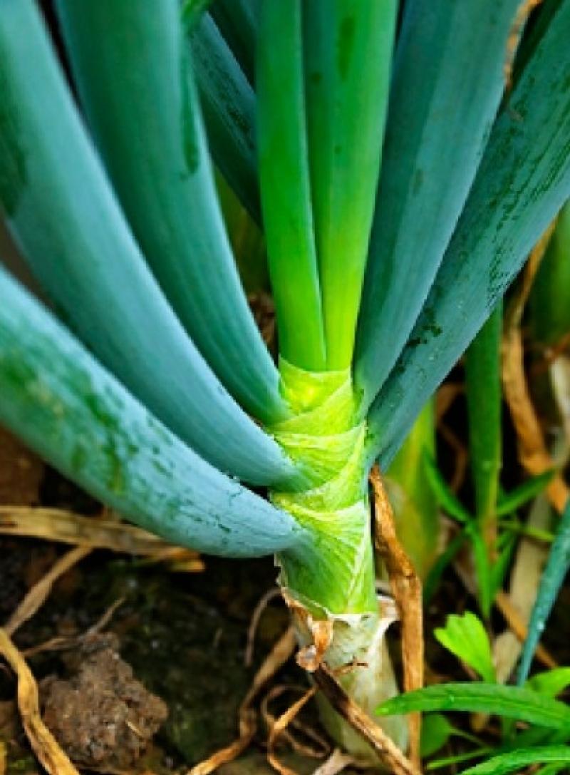 蔥姜蒜的作用 蔥姜蒜有良效 蔥姜蒜的作用 蔥姜蒜有良效