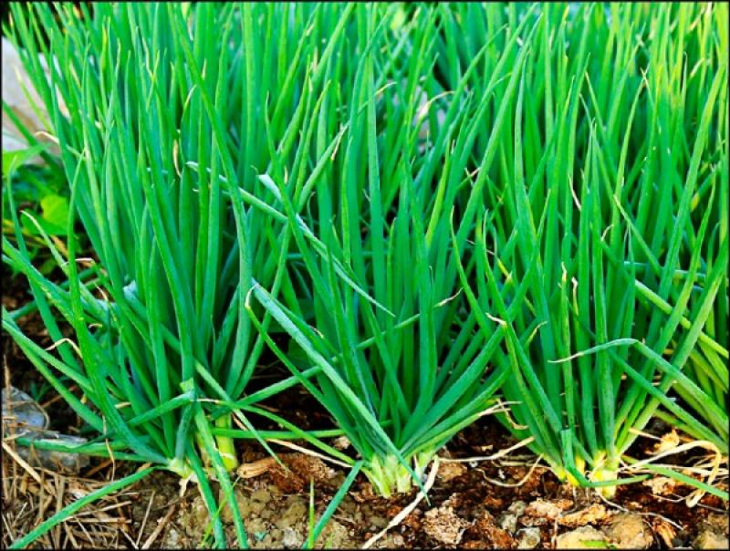 蔥姜蒜的作用 蔥姜蒜有良效 蔥姜蒜的作用 蔥姜蒜有良效