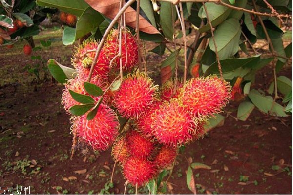 紅毛丹的營養(yǎng)價(jià)值及禁忌 紅毛丹的吃法