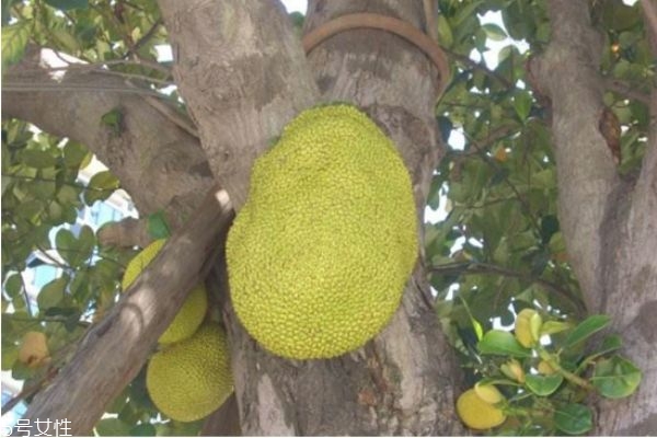 菠蘿蜜不能和什么同吃 菠蘿蜜的食用禁忌 菠蘿蜜不能和什么同吃 菠蘿蜜的食用禁忌