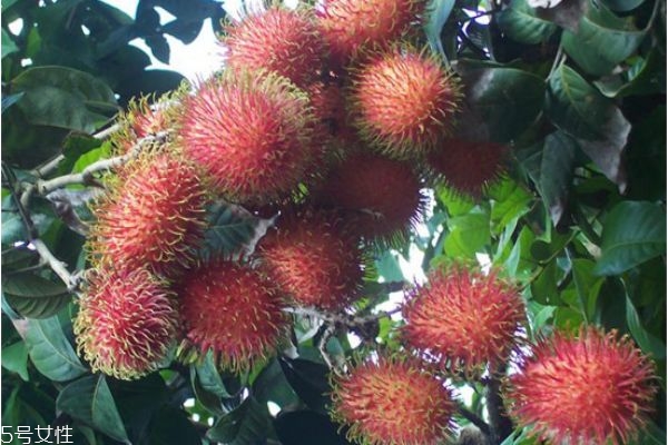 紅毛丹的營養(yǎng)價(jià)值及禁忌 紅毛丹的吃法